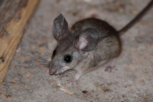 Pinyon Mouse