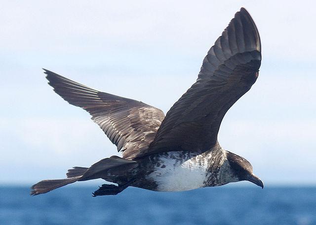 pomarine jaeger