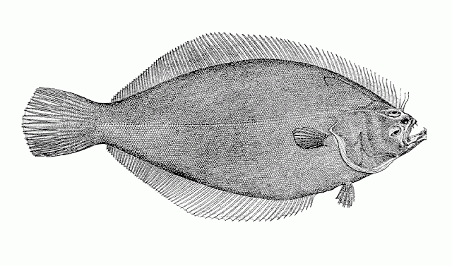 Pacific Sand Sole illustration