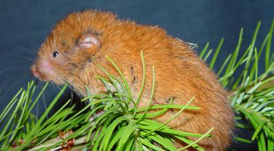 Red Tree Vole