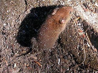 Southern Red-Backed Vole