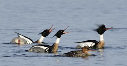 Red-breasted Mergansers