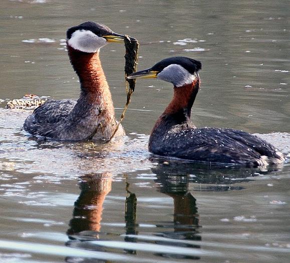 Red-necked grebes feeding