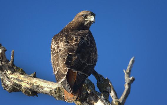 Red-tailed Hawk