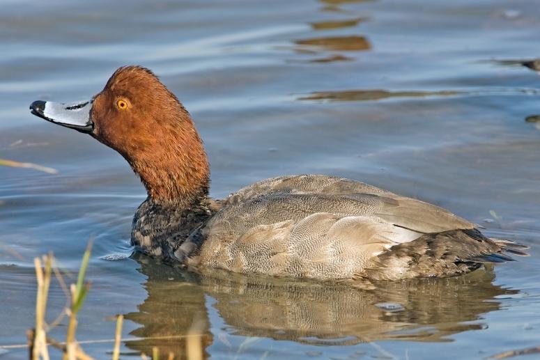 Redhead duck