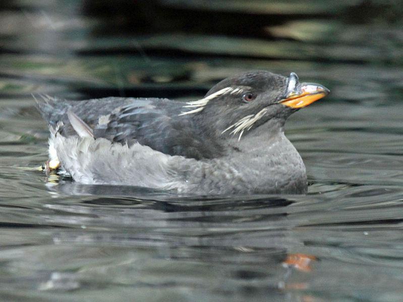 rhinoceros auklet