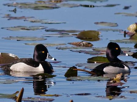 Ring-necked ducks