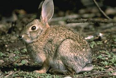 Brush Rabbit