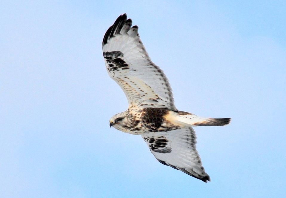 Rough legged hawk