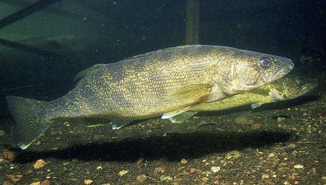 Walleye