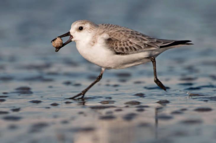 Sanderling