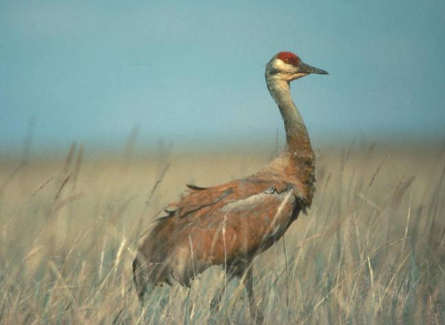 Sandhill Crane