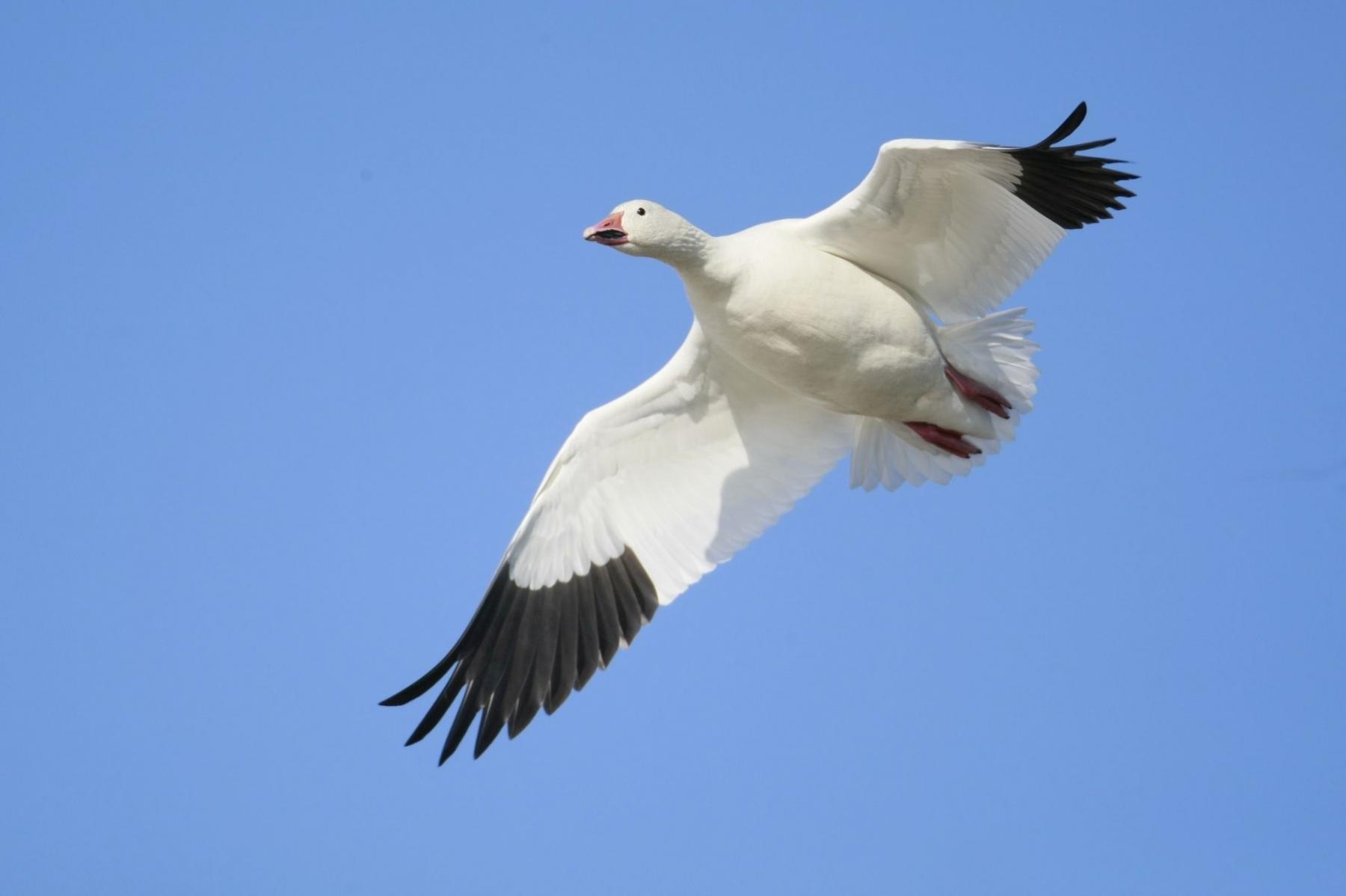 Snow goose