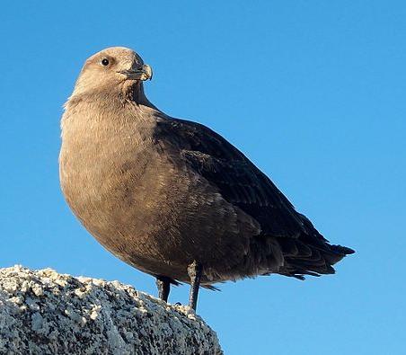 south polar skua