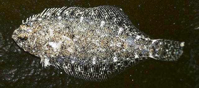 Speckled Sanddab