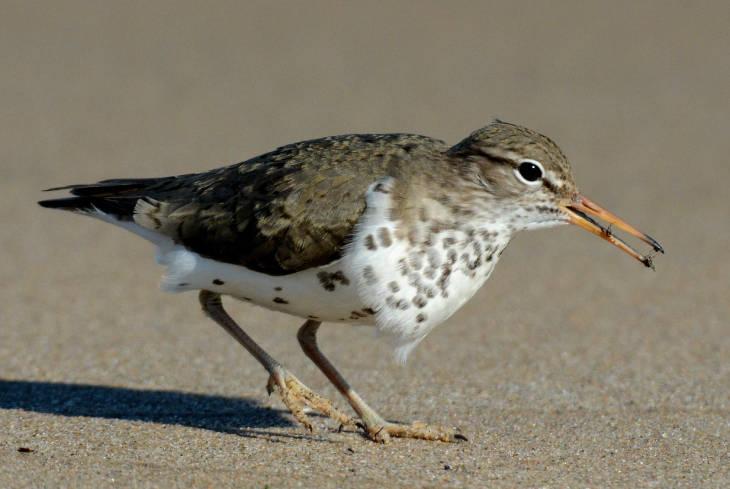 spotted sandpiper