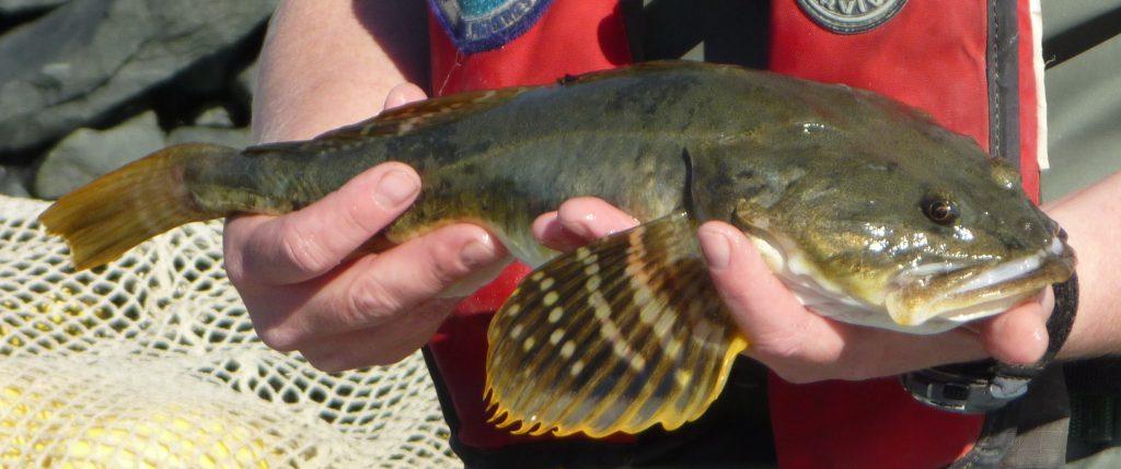 Staghorn Sculpin