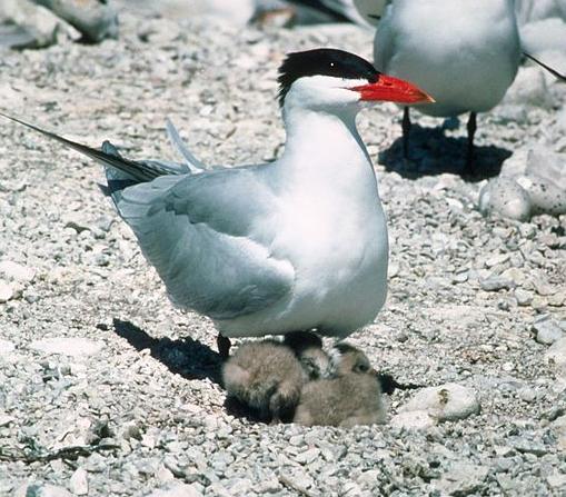 Caspian terns