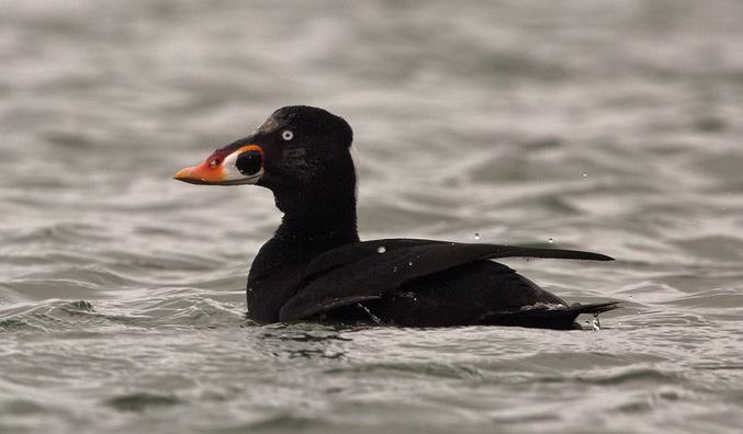 Surf Scoter