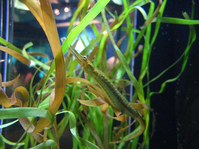 Bay Pipefish