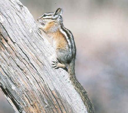 Townsend's Chipmunk