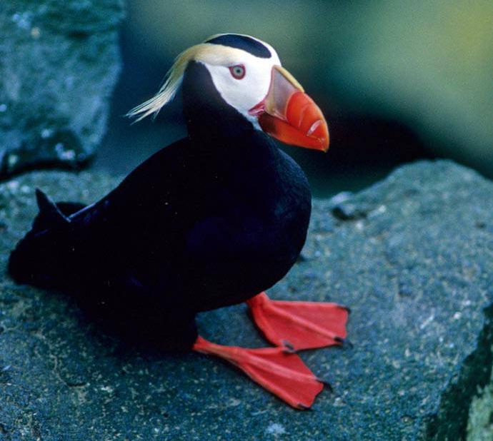 Tufted Puffin