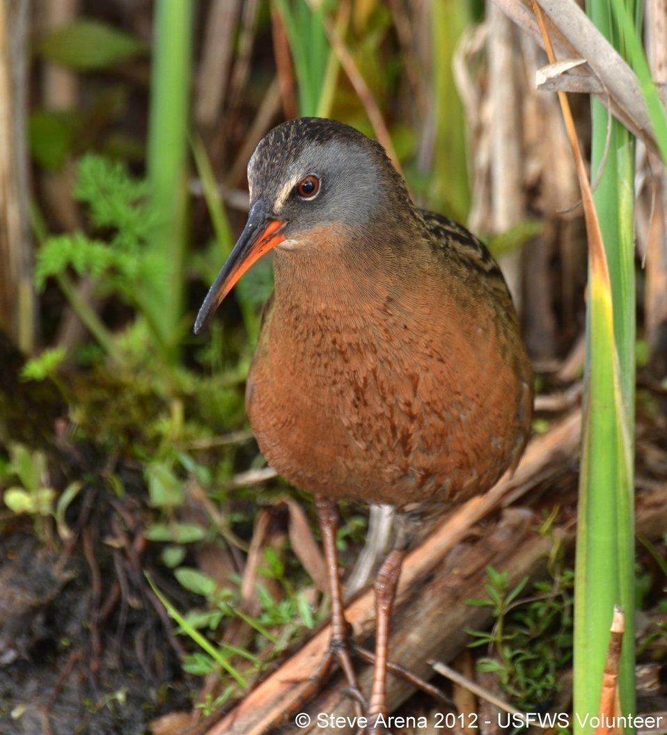 Virginia Rail