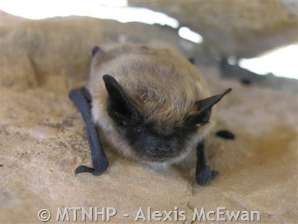 Western small-footed myotis