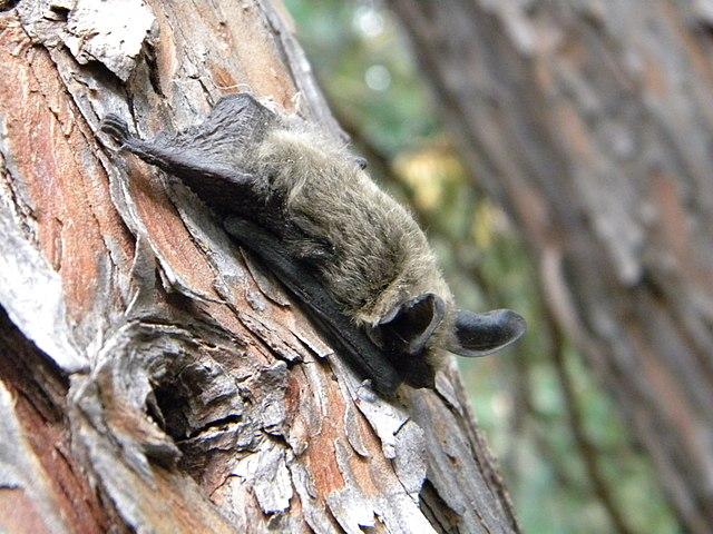 Long-eared bat