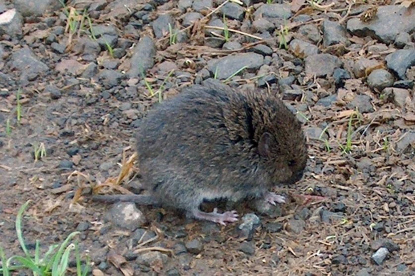 Western Red-backed Vole