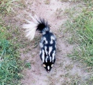 western spotted skunk