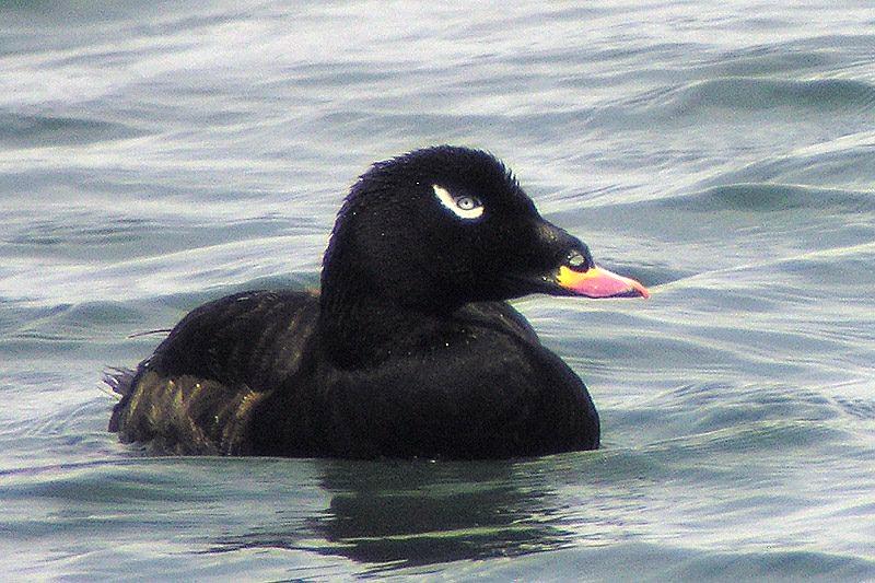 White-winged scoter