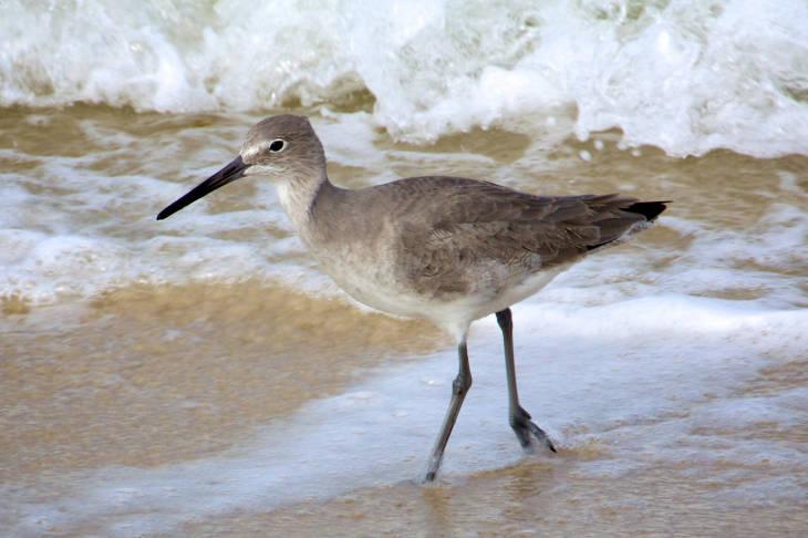 Willet