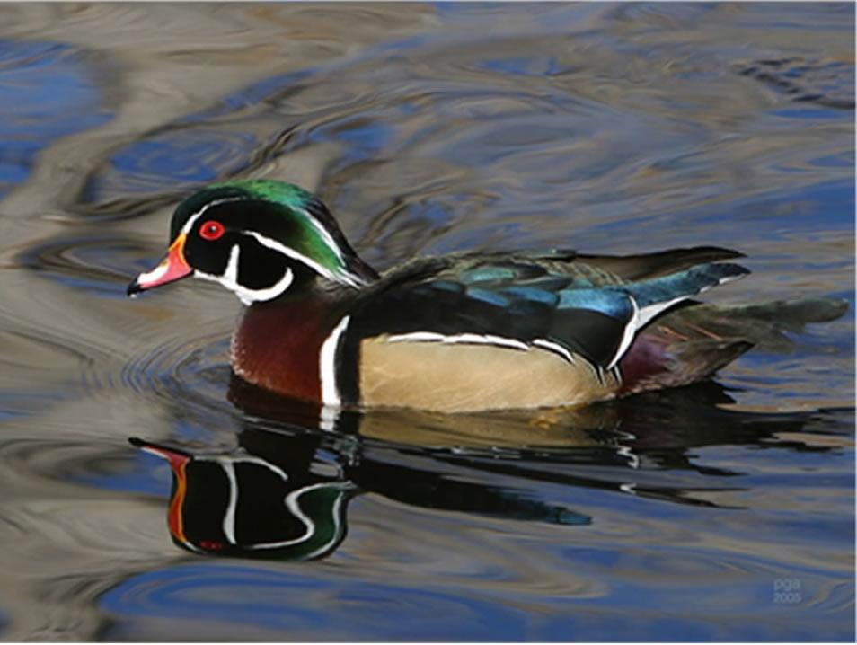 Wood Duck