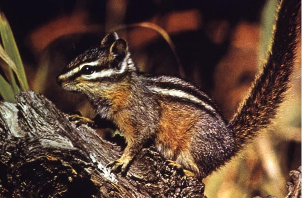 Yellow Pine Chipmunk