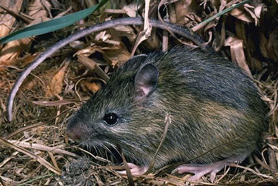 Western Jumping Mouse