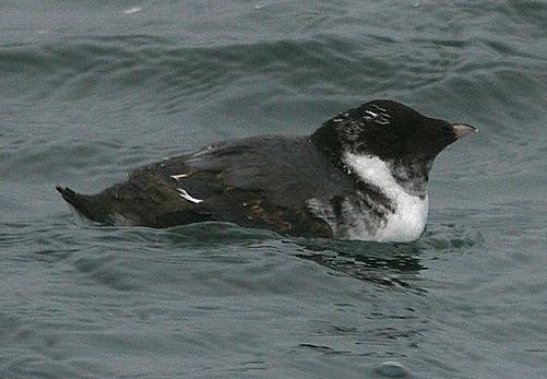 ancient murrelet