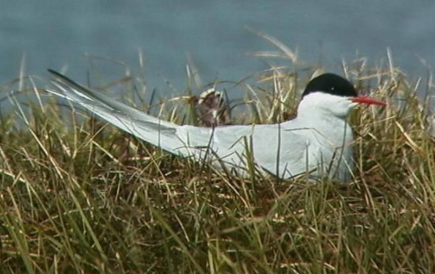 arctic tern