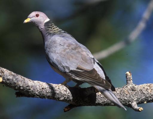 band-tailed pigeon