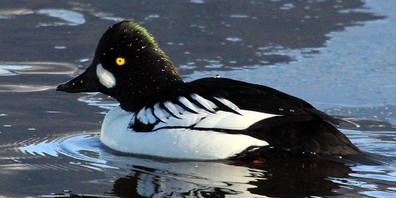 Barrow's Goldeneye