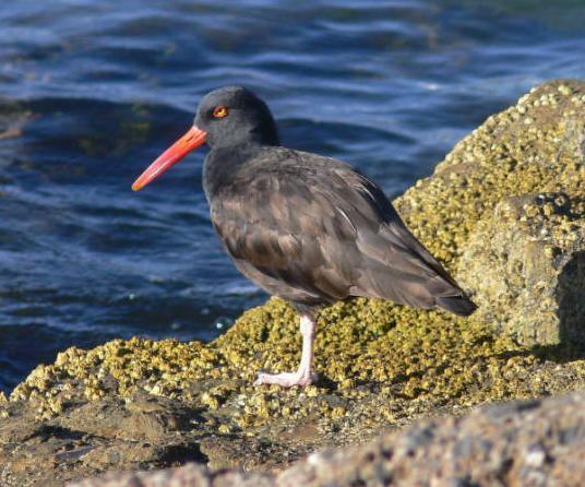 Black oystercatcher