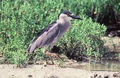 Black-crowned Night-heron