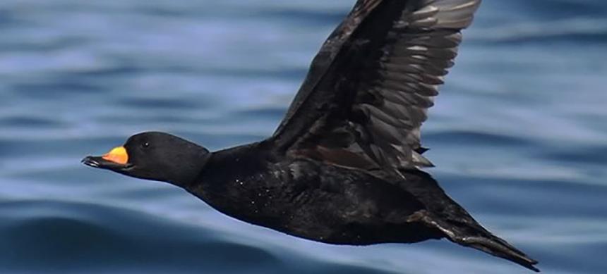 Black scoter