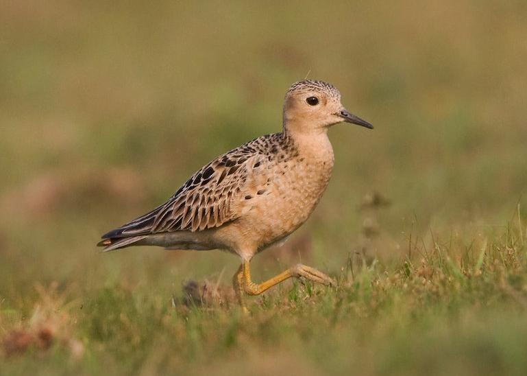 buff-breasted sandpiper