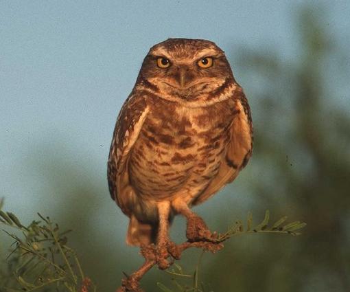 burrowing owl