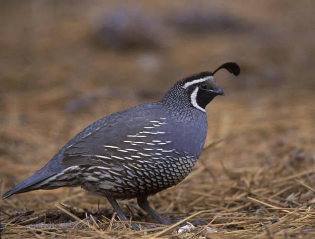 California Quail