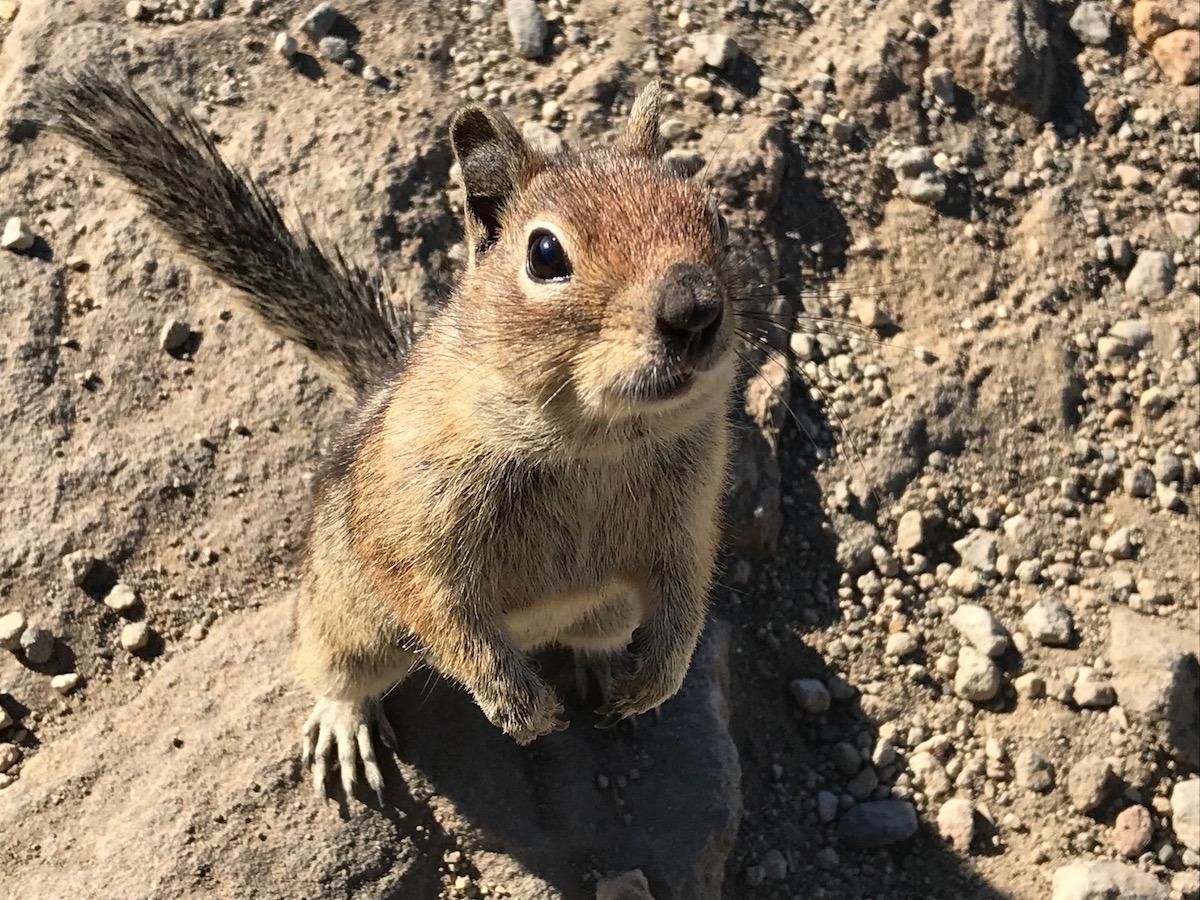 Cascade Golden-Mantled Ground Squirrel