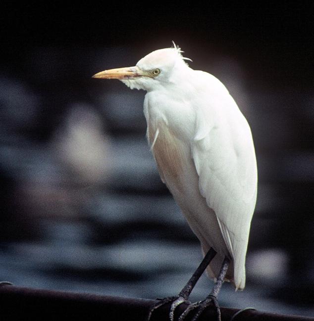 Cattle Egret