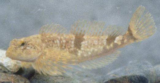 Coastrange sculpin