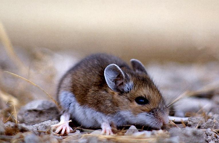 Deer Mouse